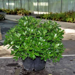 Pittosporum tobira 'Nanum' ---